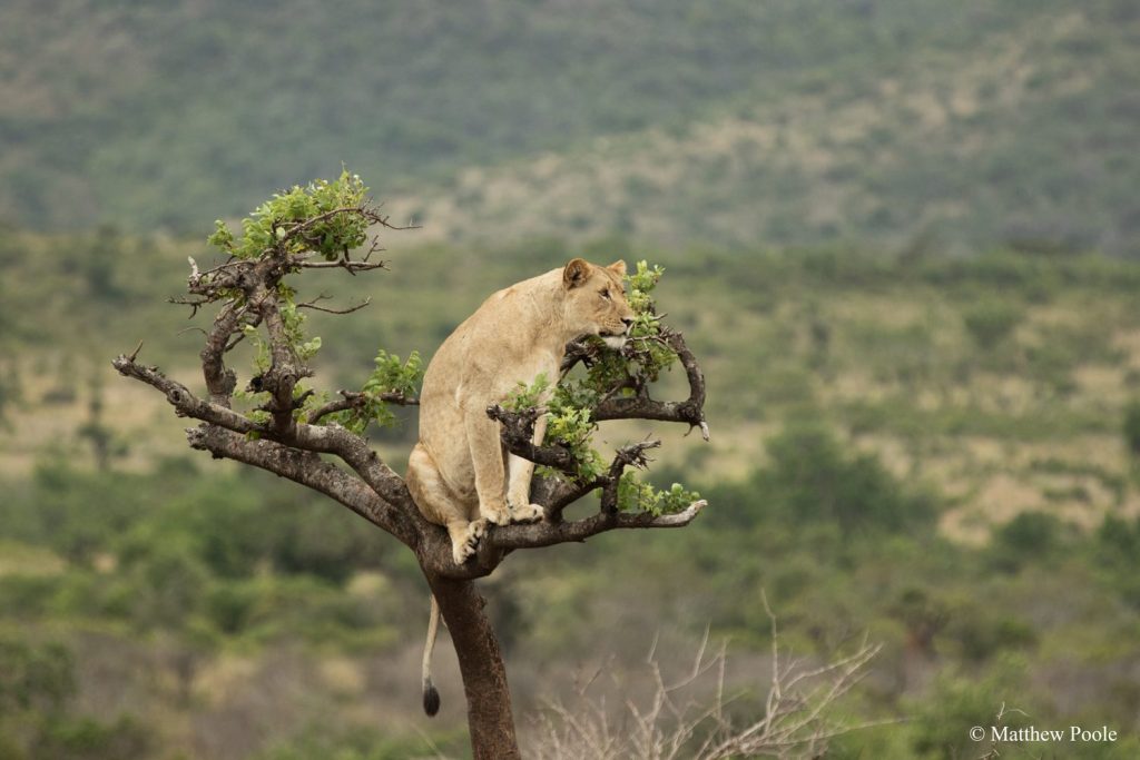 Visit-Rwanda-Akagera-Lion-in-Tree-1920x1280